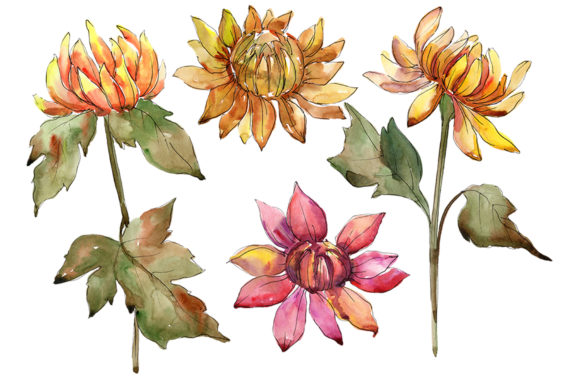 A Mix of Flowers from Daisies and Asters Watercolor Review