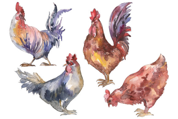 Agriculture Cock, Hen Watercolor Illustrations