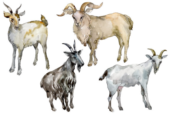 Agriculture Goat Watercolor Illustrations Review