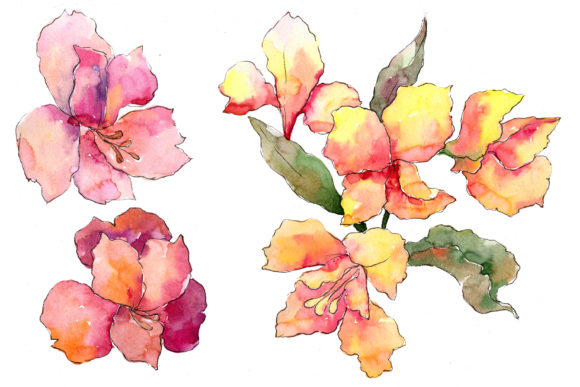 Alstroemeria Pink Flower Watercolor Set & Illustrations