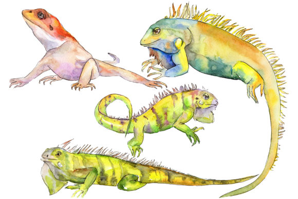 Animal Iguana Watercolor Illustrations Review
