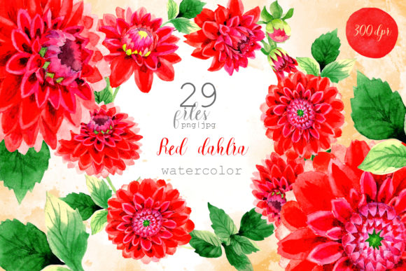 Beautiful Red Dahlia Watercolor Set & Illustrations