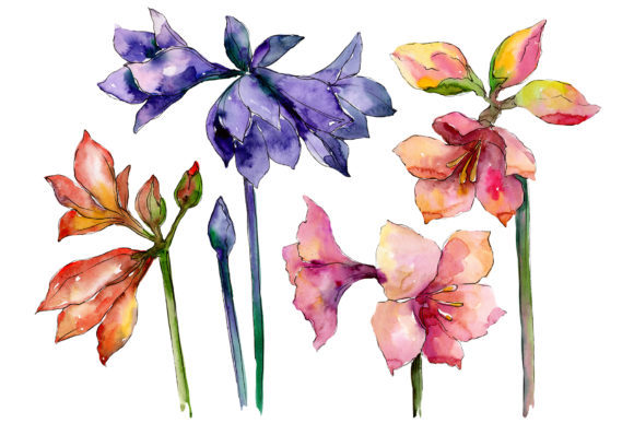 Beautiful Watercolor Amaryllis Set: Illustrations Review