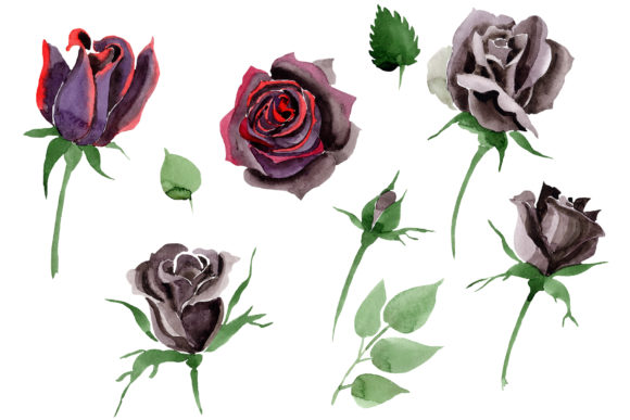Black Rose Flower Watercolor: A Designer's Review