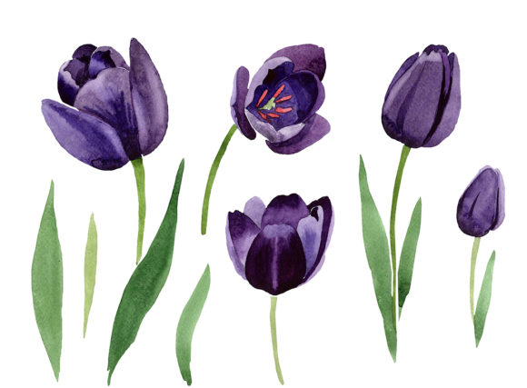 Black Tulips Watercolor Flower Set & Illustrations