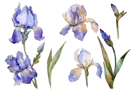 Bouquet Fairy Watercolor Illustrations Review