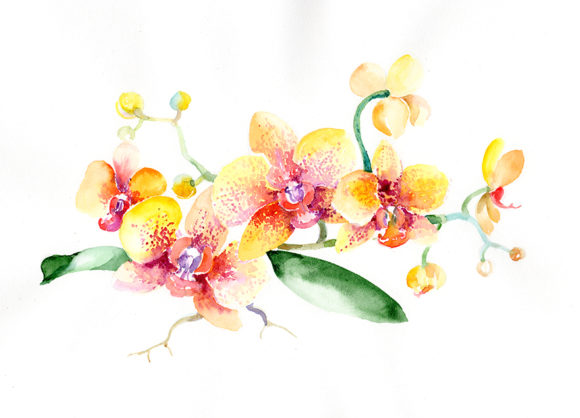 Bouquet Yellow Orchid Flower Watercolor Set & Illustrations