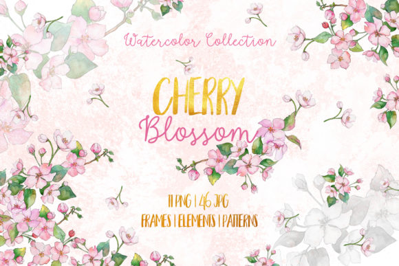 Cherry Blossoms Watercolor Illustrations Review
