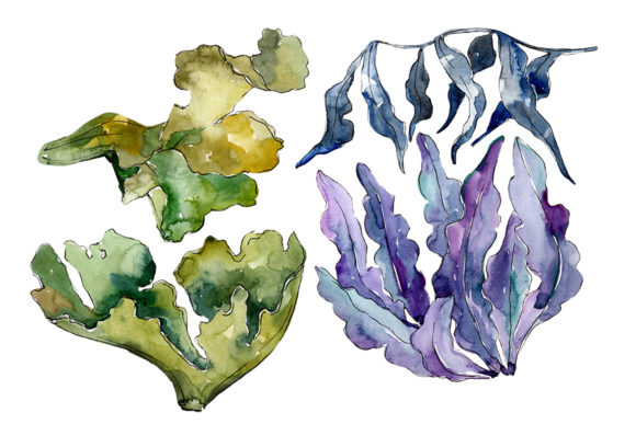 Coral Sarcophiton Watercolor Illustrations