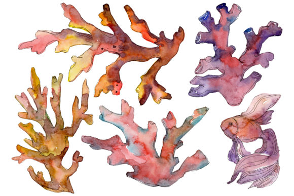 Corals Red Watercolor Illustrations Review