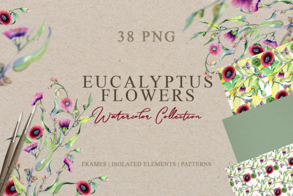 Eucalyptus Flowers Watercolor Illustrations