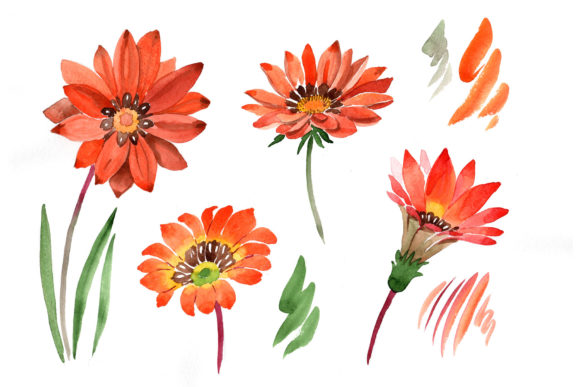 Flower Orange Gazania Watercolor Set Illustrations