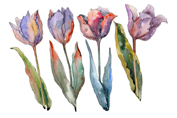 Flowers Tulips Fiery Hello Watercolor Illustrations