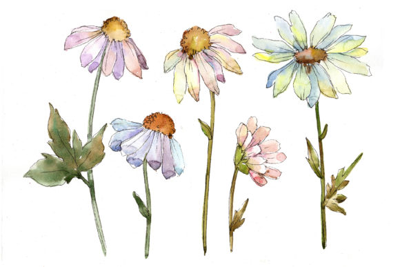 Gentle Chamomile Watercolor Set & Illustrations