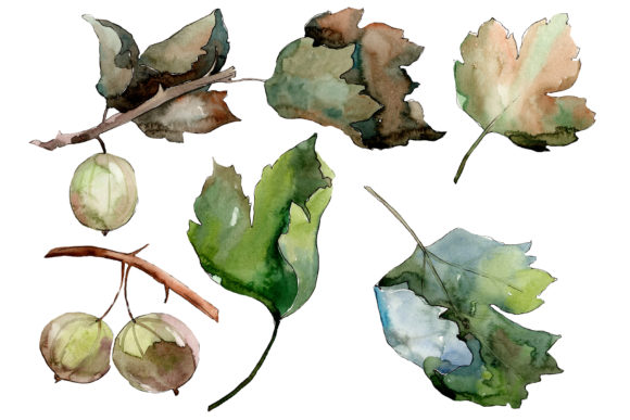 Gooseberry Watercolor Plant Set & Illustrations