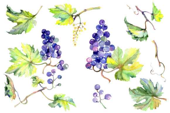 Grapes Watercolor Illustrations Review