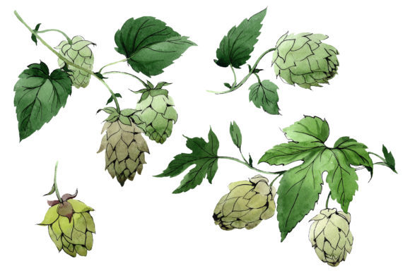Green Watercolor Hops Set Illustrations