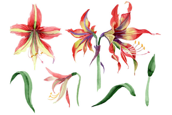 Hippeastrum Red and Yellow Flower Watercolor Illustrations