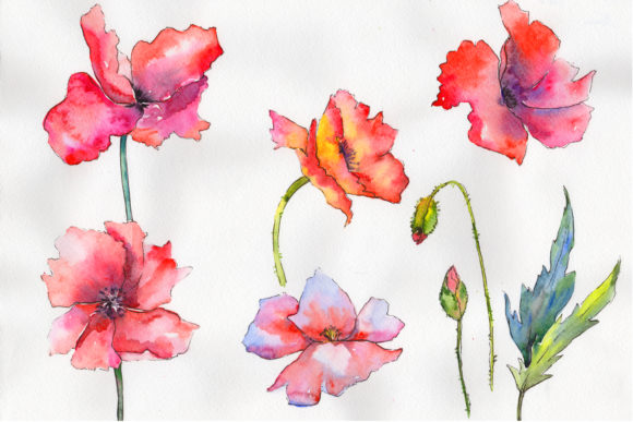 Light Red Poppy Watercolor Flower Set & Illustrations