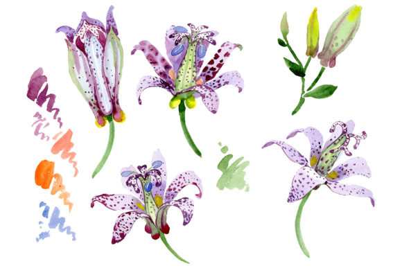 Lily Toad Watercolor: A Seller's Review