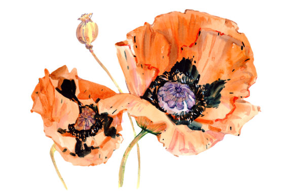 Original Poppy Red Watercolor Illustrations Review