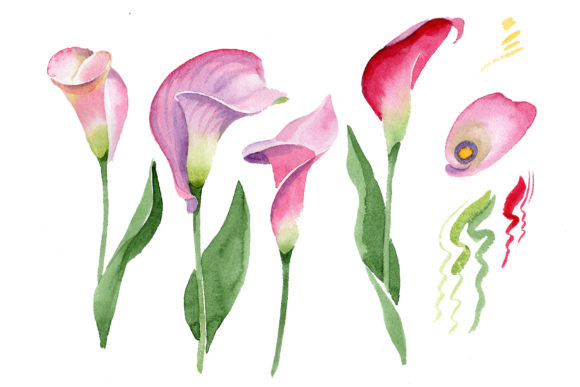 Pink Calla Flower PNG Watercolor Set Review