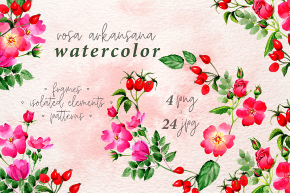 Rosa Arkansana Watercolor Set Illustrations