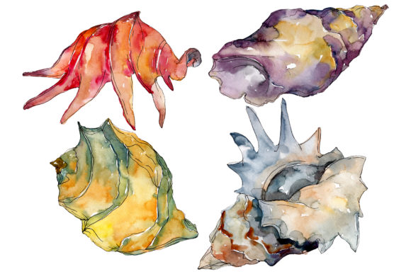 Shells Watercolor Illustrations Review