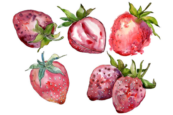 Strawberry Cultivar Malvina Watercolor Illustrations