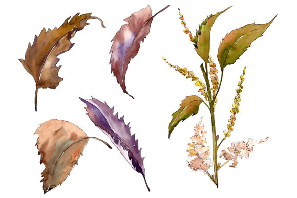 Sweet Chestnut Leaves Illustrations for Branding