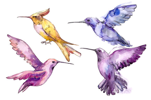 Tropical Colibri Birds Watercolor Set & Illustrations