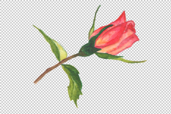 Two Red Roses Watercolor Set Illustrations