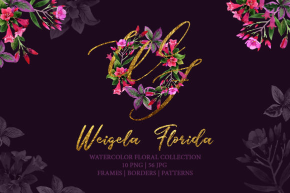 Weigela Florida Watercolor Illustrations