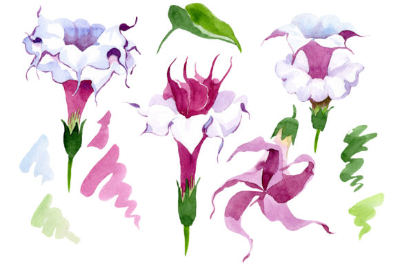 Wildflower Burgundy Brugmansia Illustrations
